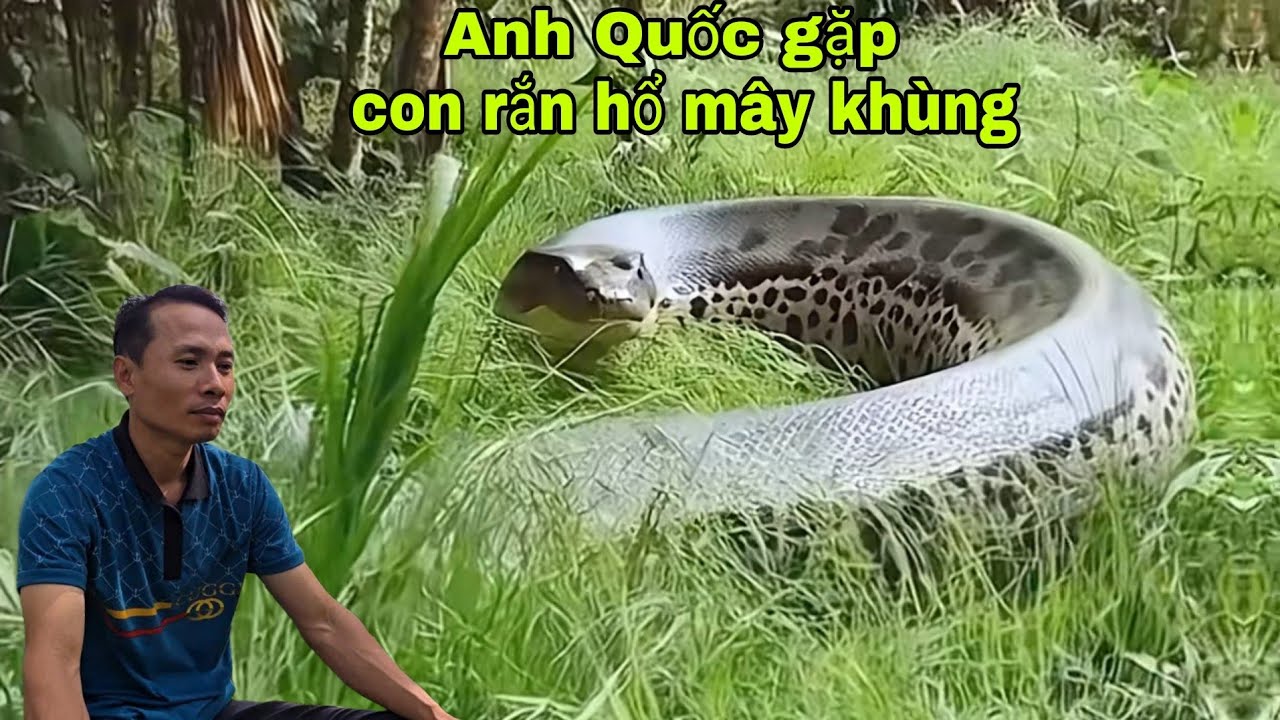 Anh Quốc sống ở vùng Bảy núi Thất Sơn kể chuyện nhiều con rắn hổ mây khủng và nhiều thú dữ rùng rợn