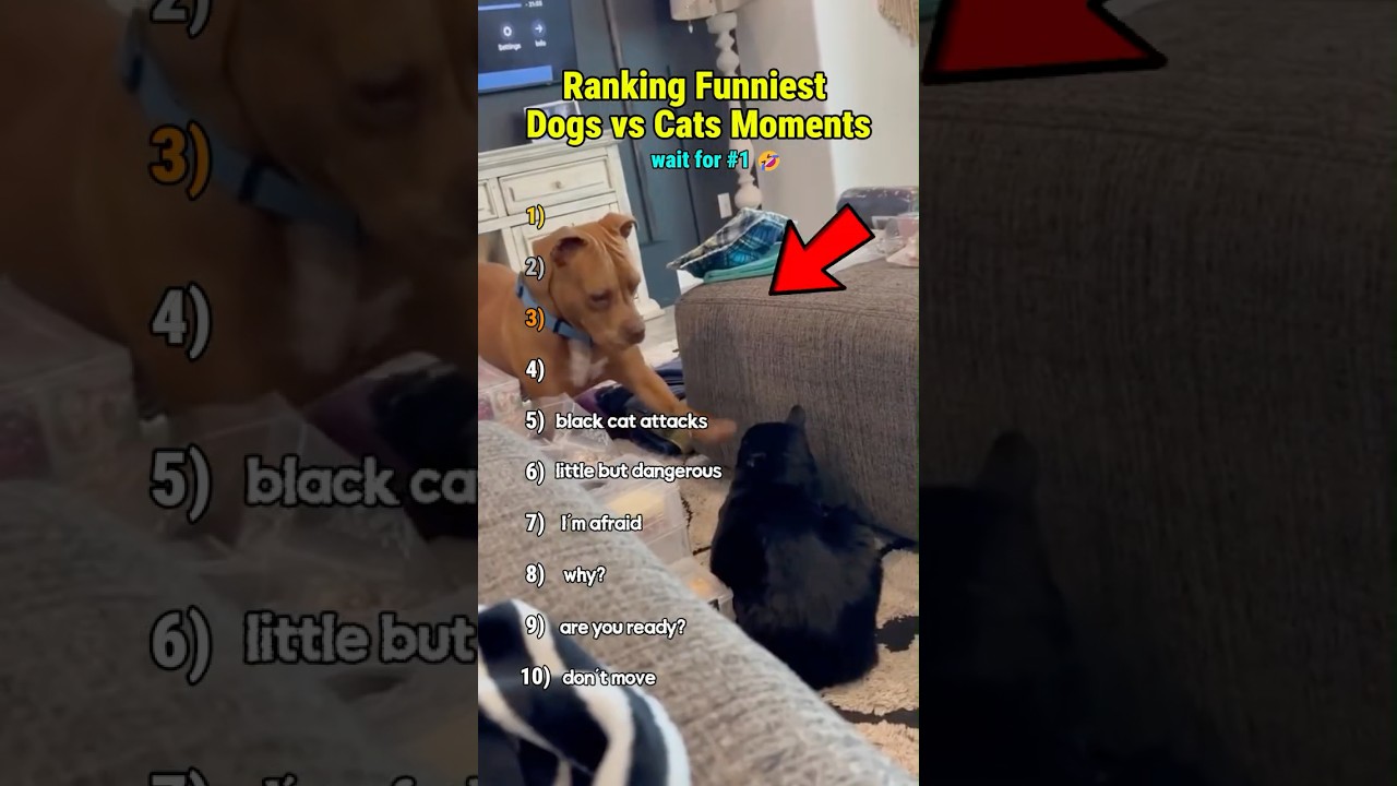 Ranking Funniest Dogs vs Cats Moments 😂 #funny #shorts #shortsviral #petshorts