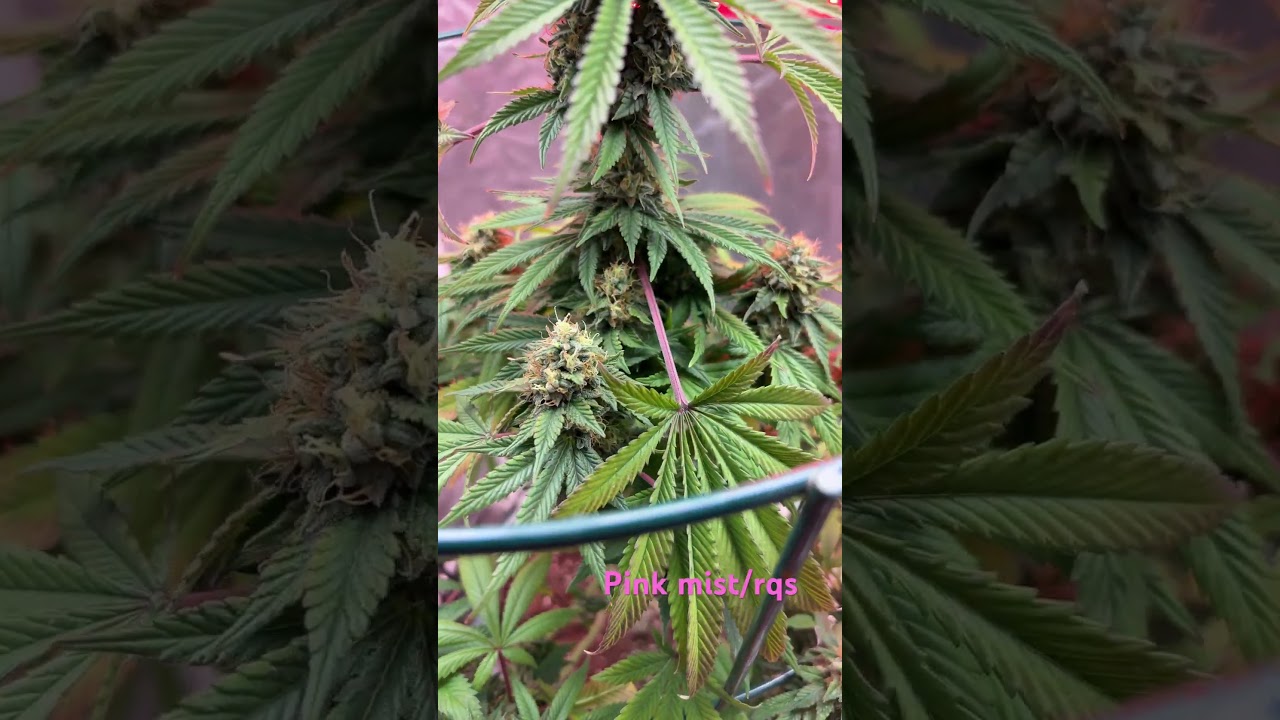 Pink mist flowering a couple weeks left until chop #music #hiphop #cannabis #winter #royalqueenseeds