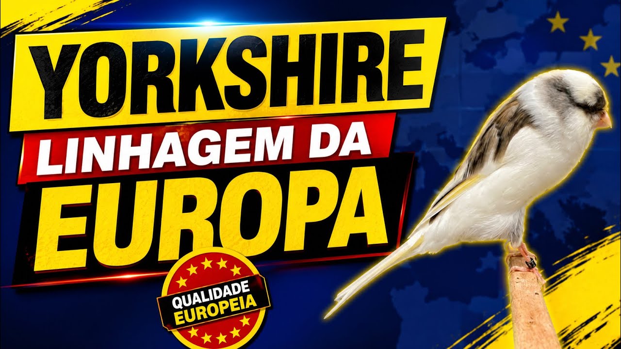 PLANTEL DE YORKSHIRE LINHAGEM IMPORTADA DA EUROPA DO CRIADOR LAMOGLIA#ninhodocanario