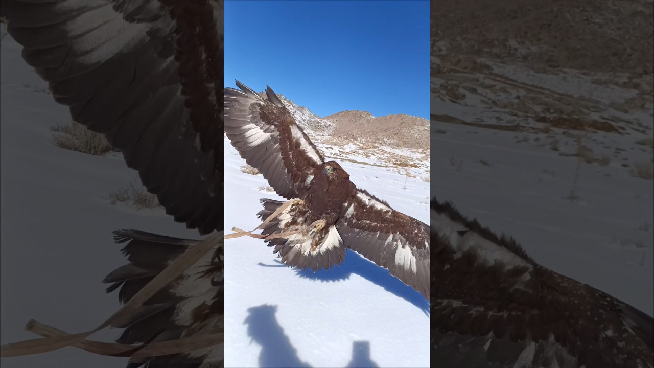 The Golden Eagle Attacks at High Speed | Unstoppable Power!👀🦅
