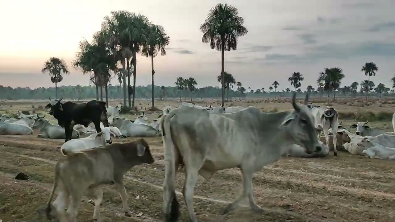 LOS MORICHALES DE PAZ DE ARIPORO CASANARE COLOMBIA