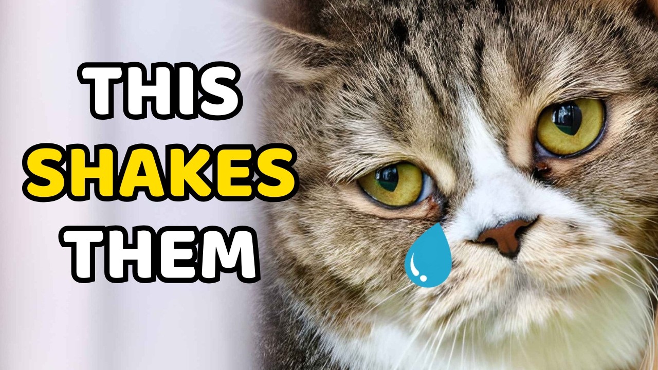 If Your Cat Seems Distant, These 7 Moments May Be Why
