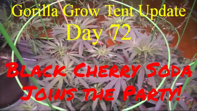 Gorilla Grow Tent Day 72 - Black Cherry Soda Joins the Party!