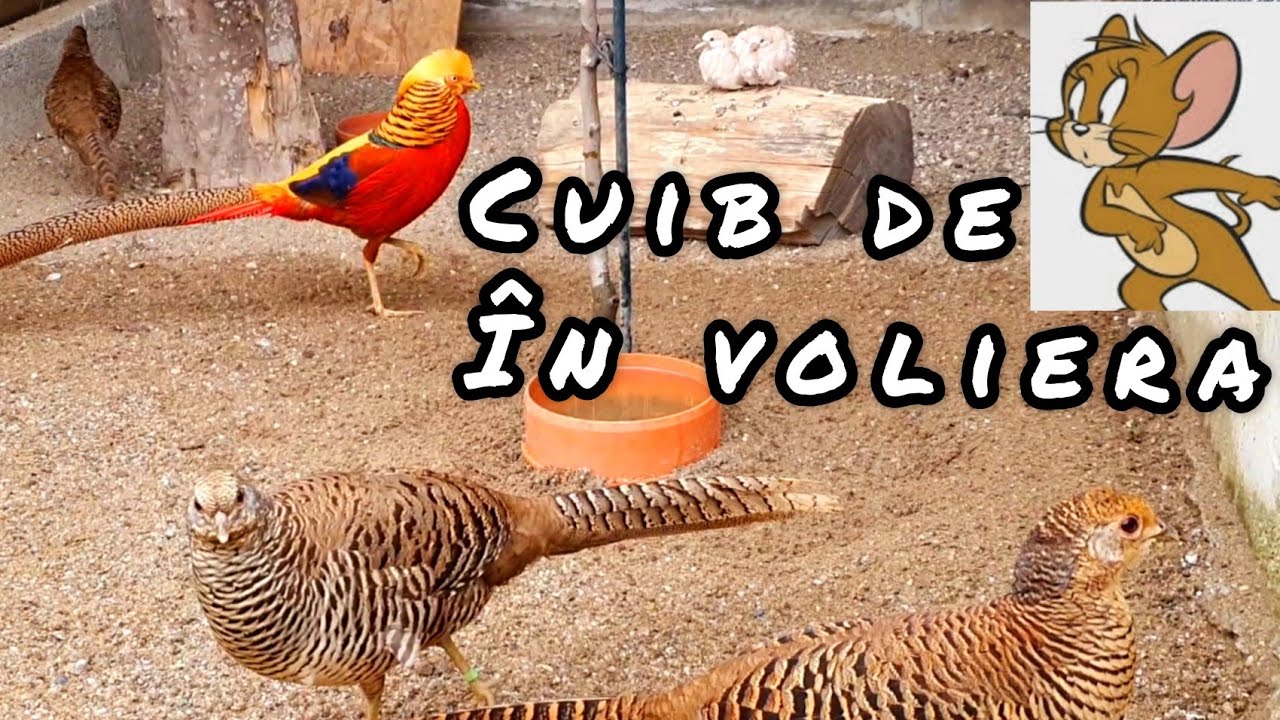 Curatenia la pasari...Cuib de soareci în voliera