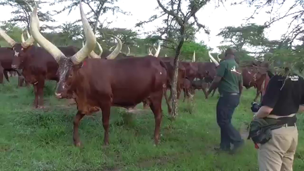 Lake Mburo & Ankole Cow Experience at Igongo Cultural Centre