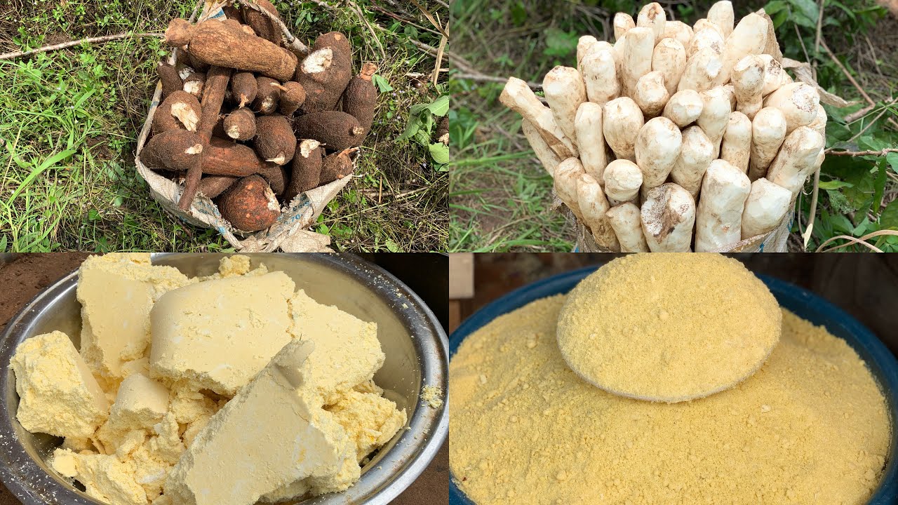 Cassava Production: How To Process Garri And Starch (Village Vlog)