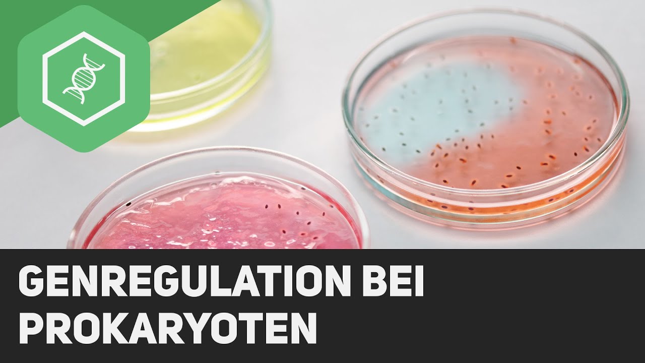 Genregulation bei Prokaryoten