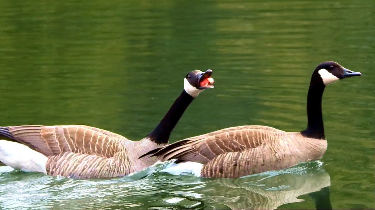 Canada Geese Honking Loudly While Getting Into a Fight