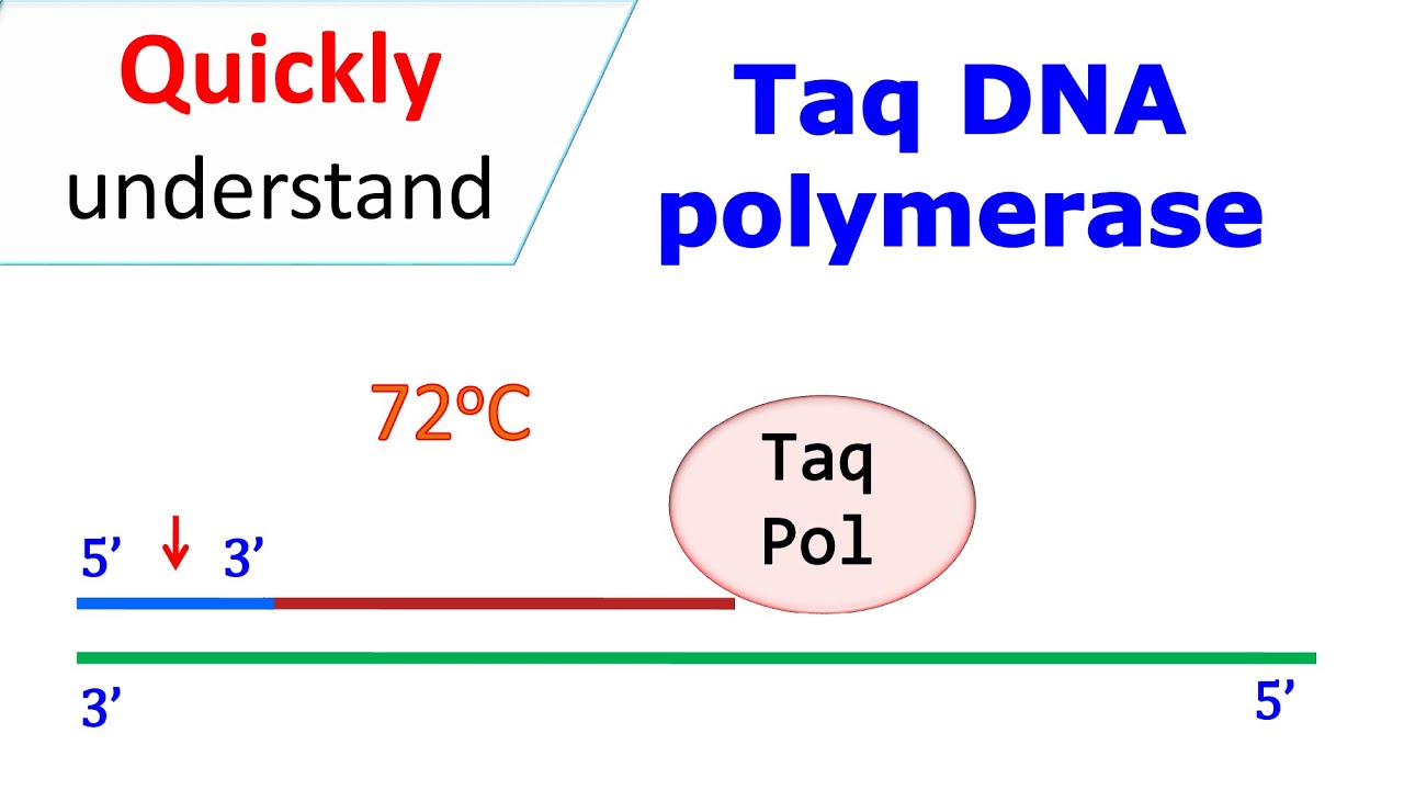Taq DNA polymerase