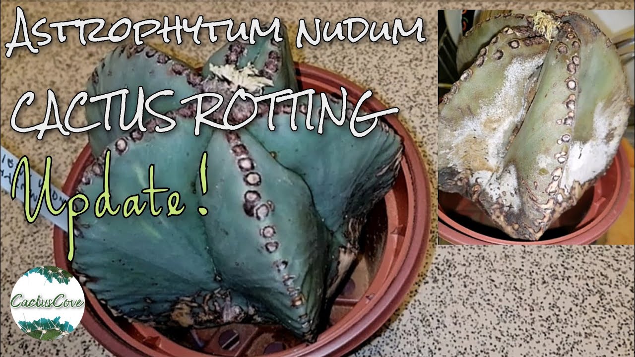 Astrophytum myriostigma nudum CACTUS ROT! (UPDATE 2 Months Later)