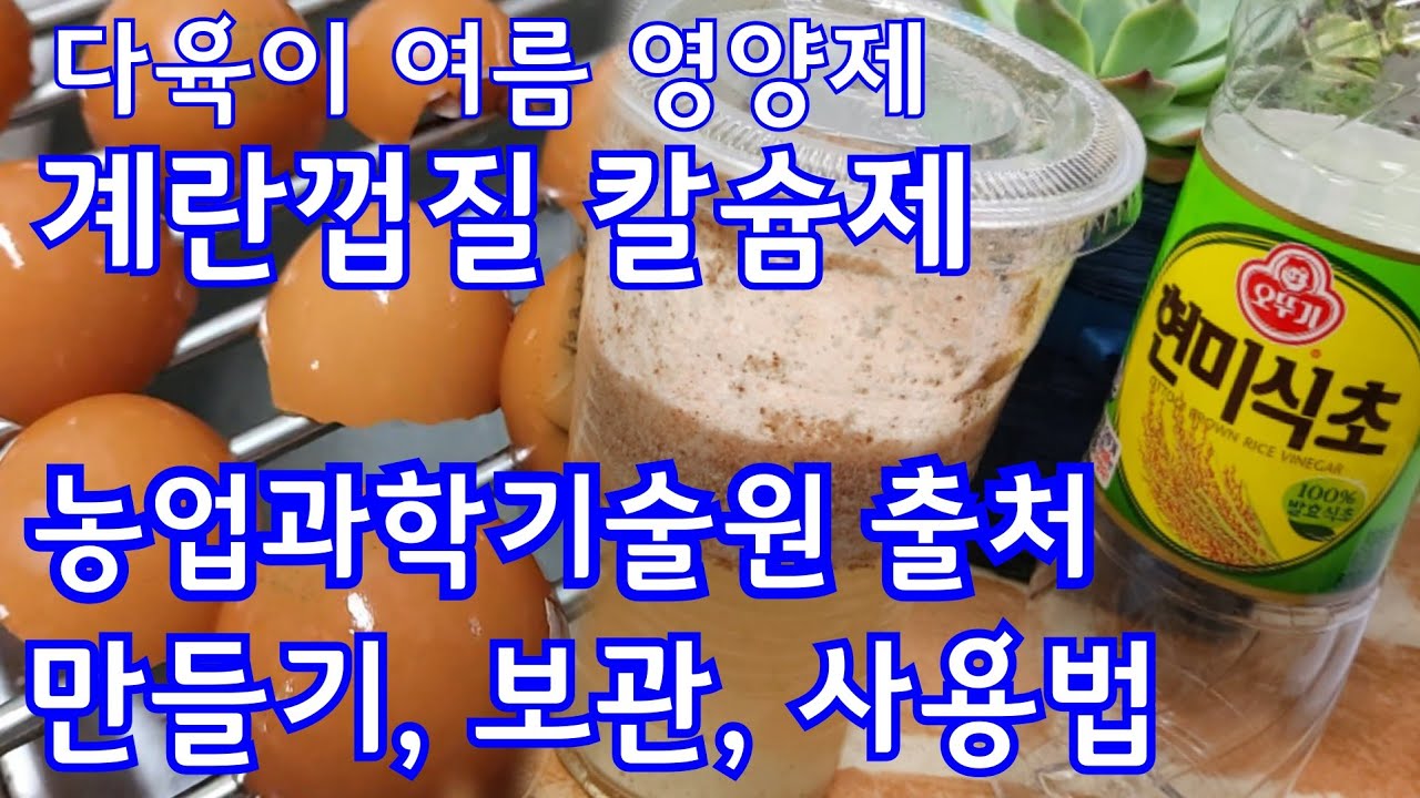 여름철 영양제 : 계란껍질 현미식초 천연칼슘제 만들기 & 사용법 (명확한 출처와 만들기 방법 공유) 多肉植物 Korean succulents