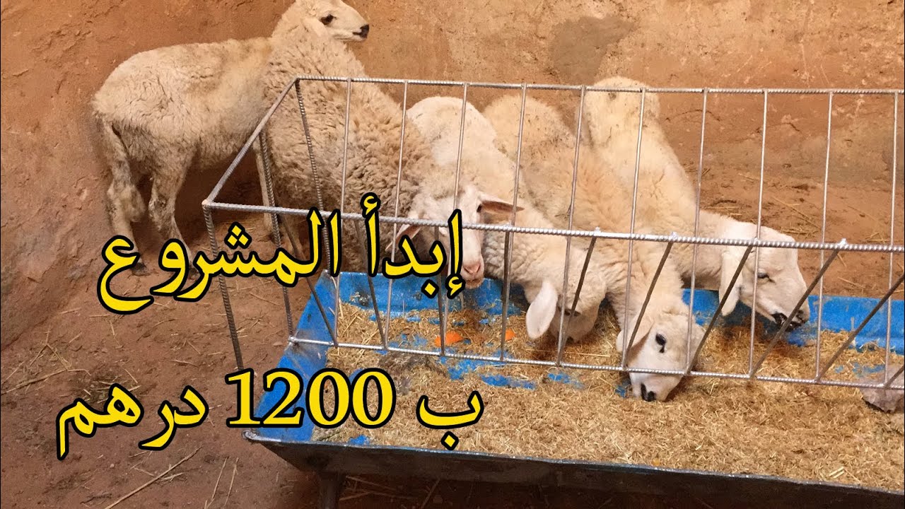 تنغير : من مشاريع شباب المنطقة تربية المواشي بداية المشروع بأقل من 1200 درهم