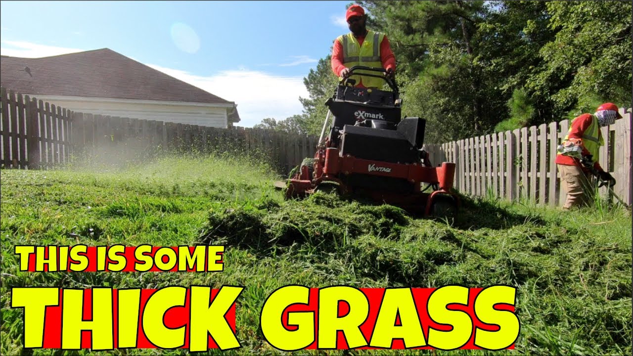 High backyard grass definitely need cutting