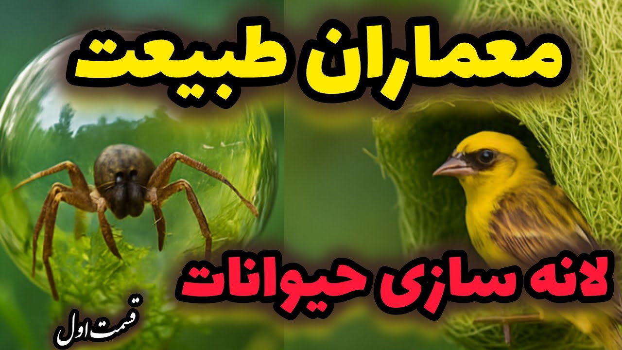 معماران طبیعت | شگفت‌انگیزترین لانه‌هایی که حیوانات می‌سازند!