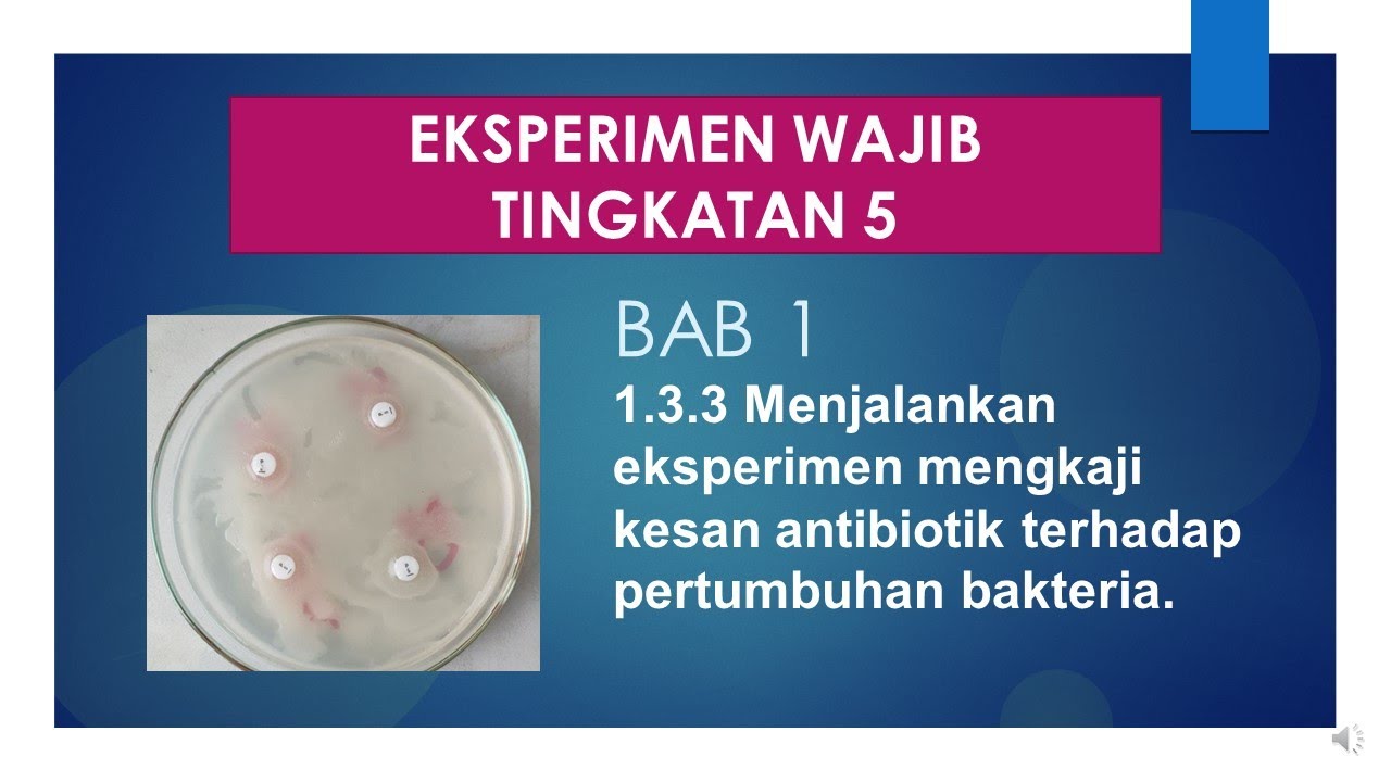 EKSPERIMEN 1.3 KESAN KEPEKATAN ANTIBIOTIK TERHADAP PERTUMBUHAN BAKTERIA | SAINS KSSM T5 #peka #1.3
