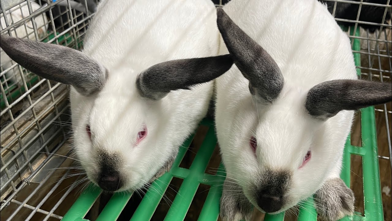 Qué hacer para que nuestras conejas entren todas en celo #conejo #crianzadeconejos #pets