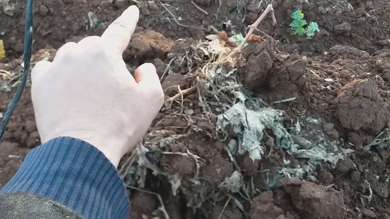أول تقليم لعنب المسكا الإيطالي بعد السنة الأولى من الزراعة first pruning Italian musca grapes