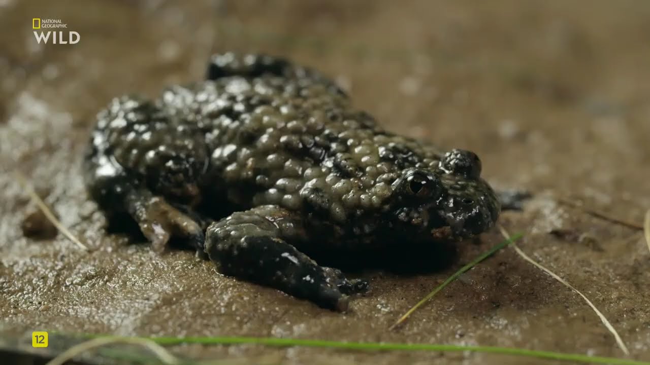 Новая дикая природа Европы, 1 Часть. Возвращение титанов.National Geographic Wild HD онлайн.