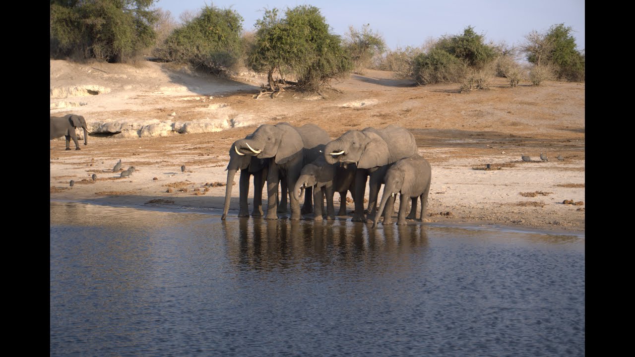 Wildlife Safari in Botswana and Zimbabwe (4K)