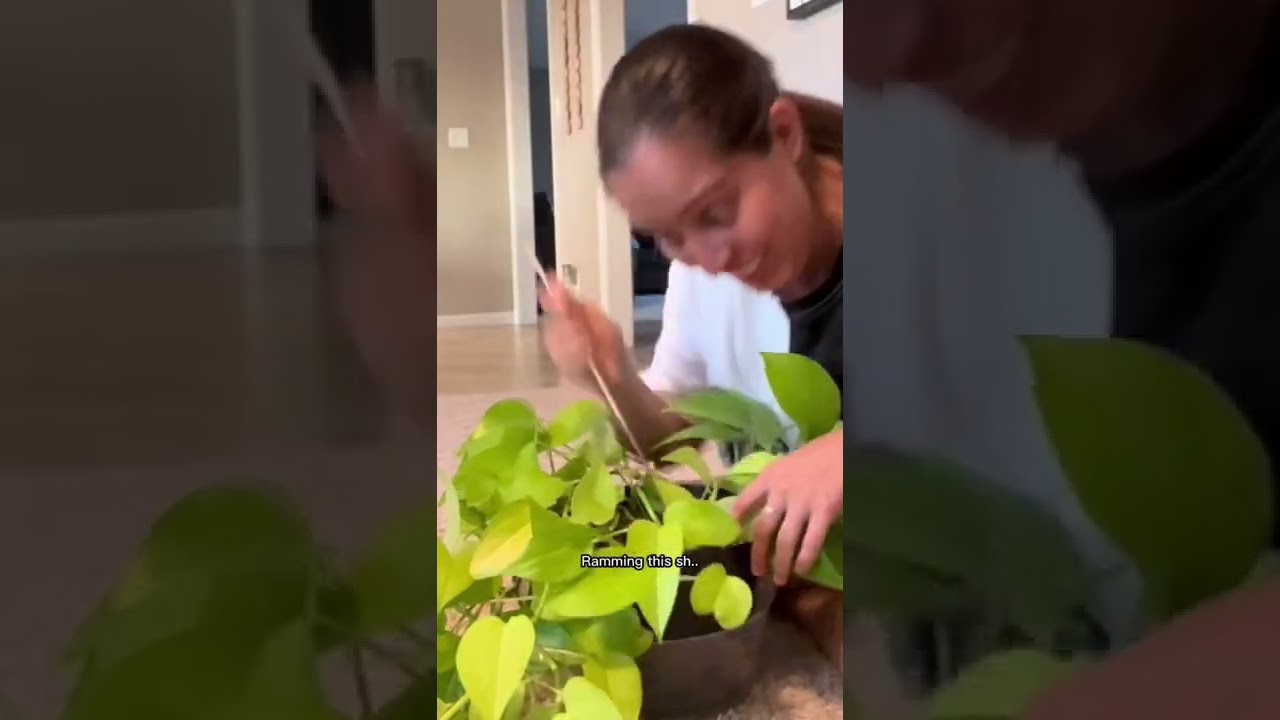 My neon pothos was looking rough!!! #plantcare #plantcaretips #propagation #waterplants