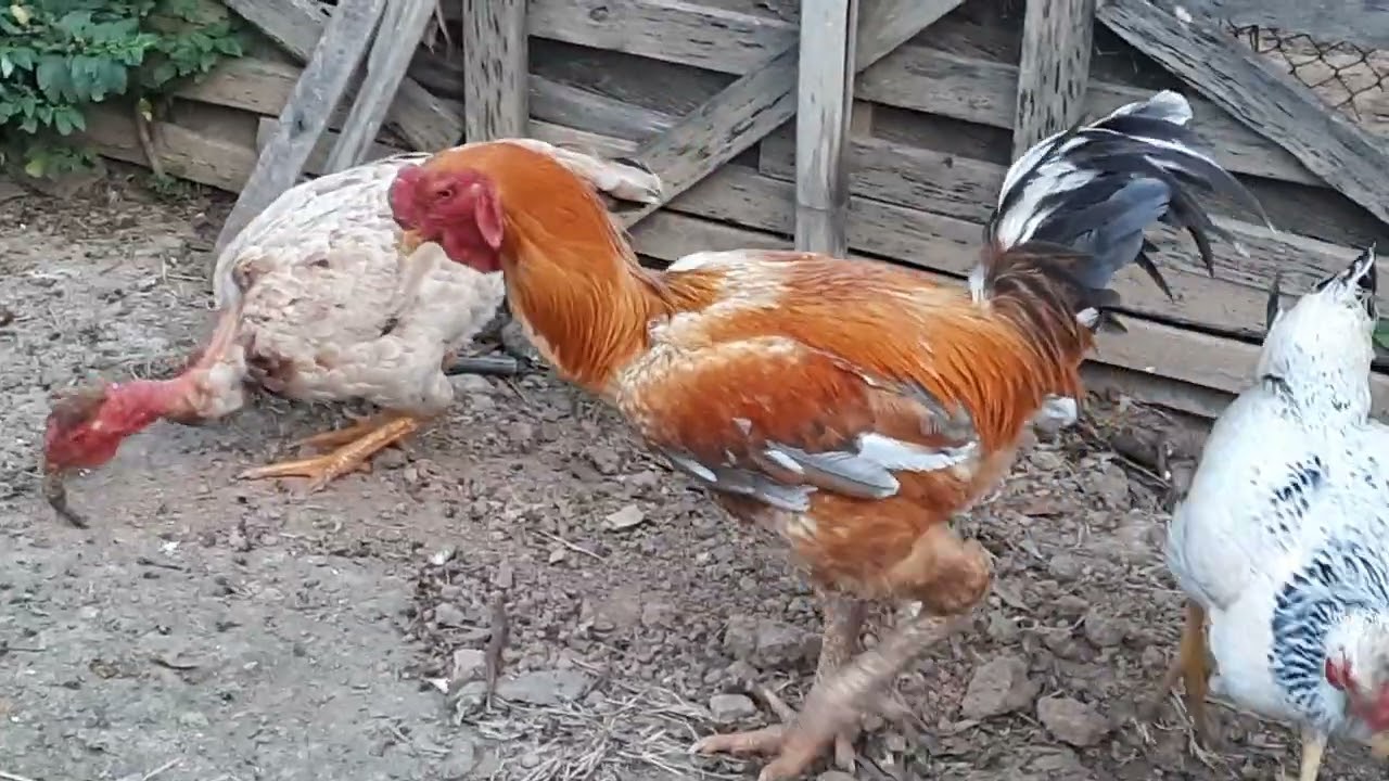 Cruzamento de indio gigante com caipira frango pesadão..chacarageg areiassp. 