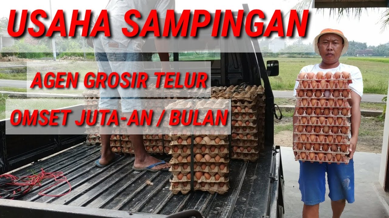 Usaha Jual Telur Ayam  [MODAL MINIMALIS OMSET JUTAAN]