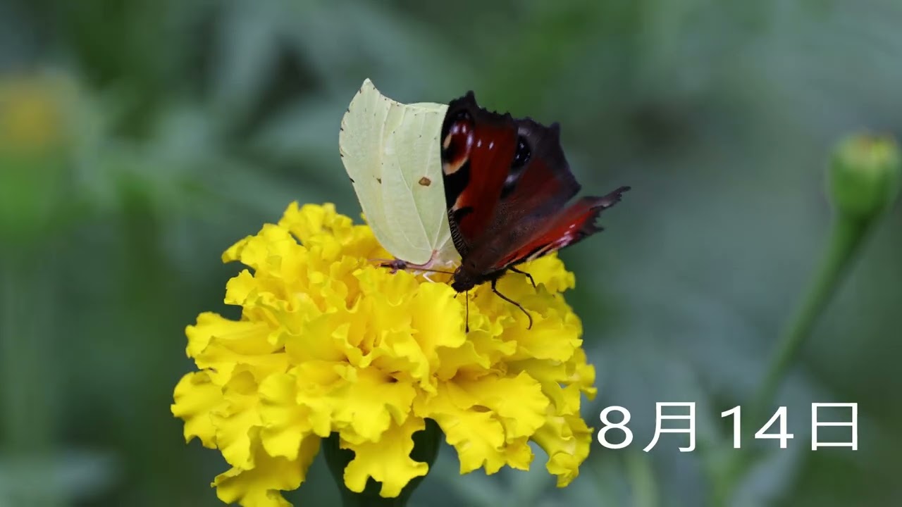 スジボソヤマキチョウ