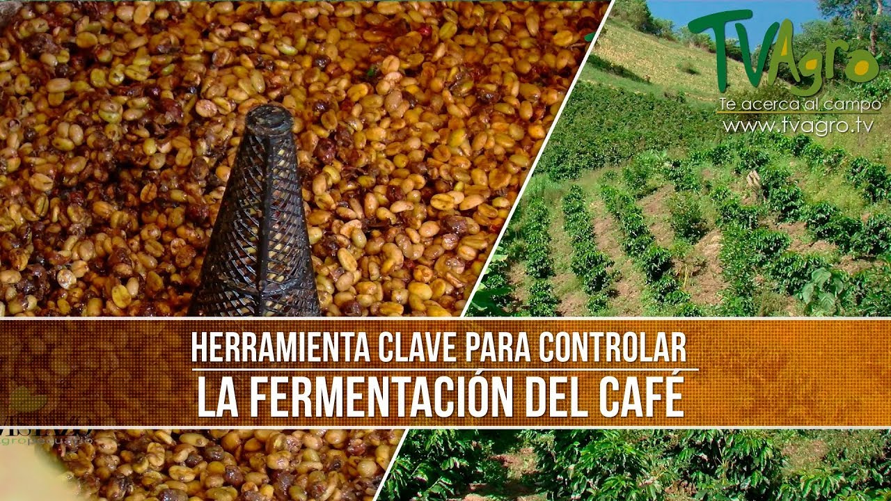 Cuales son las Herramientas para Controlar la Fermentacion del Cafe- TvAgro por Juan Gonzalo Angel