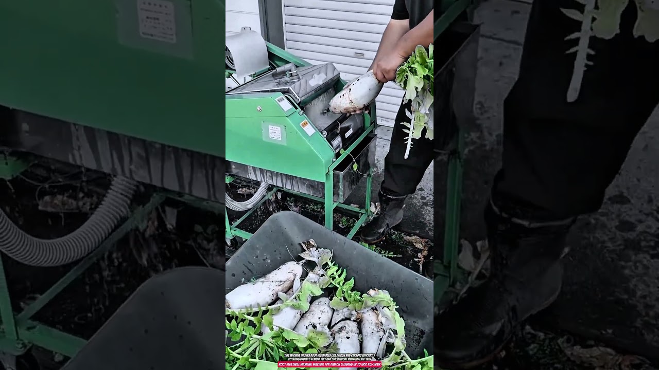 Root Vegetable Washing Machine for Daikon Cleaning up to 800 kg/hour