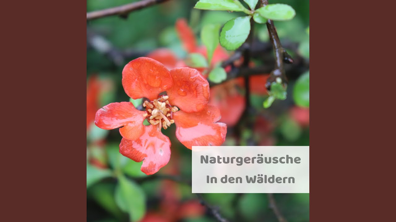 Wasserpl&auml;tschern