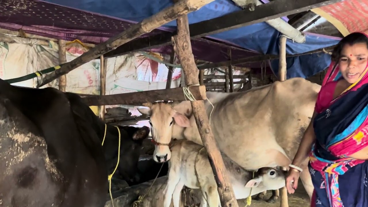 গ্রাম্য পদ্ধতিতে গরুর দুধ দোয়ানো প্রথম থেকে শেষ পর্যন্ত #yt #villagelife #dailyvlog #cow #video 