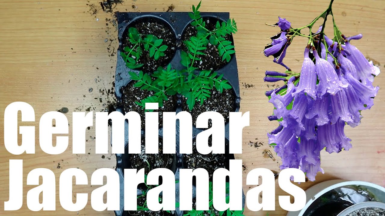 Como germinar semillas de Jacarandá || México Verde