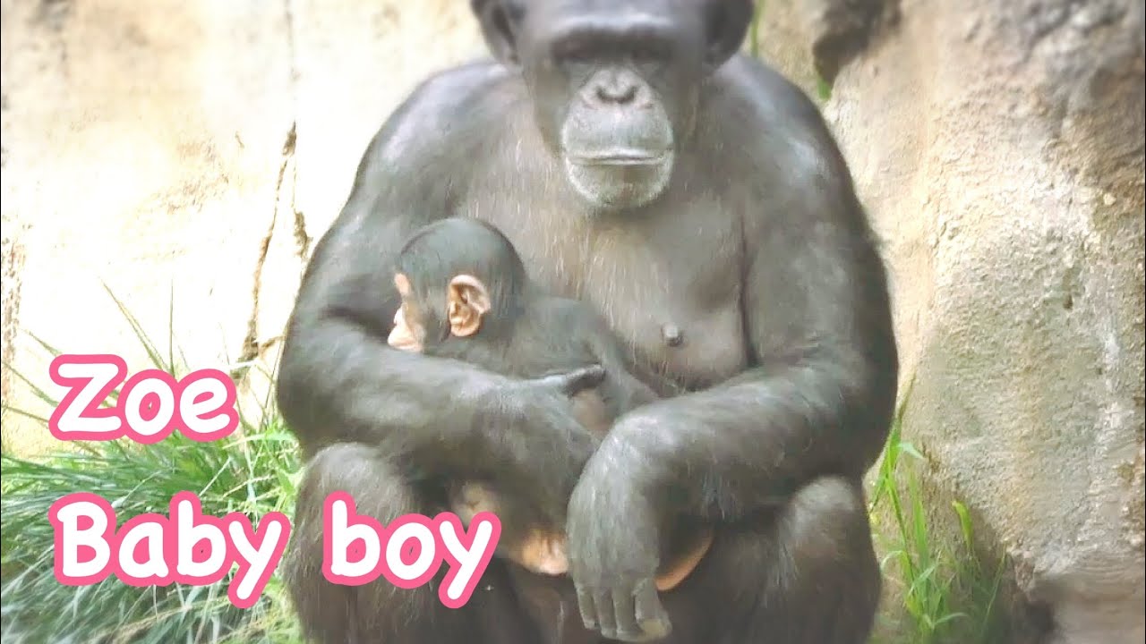 Chimpanzees all family together with babies ❤️Glenn family 