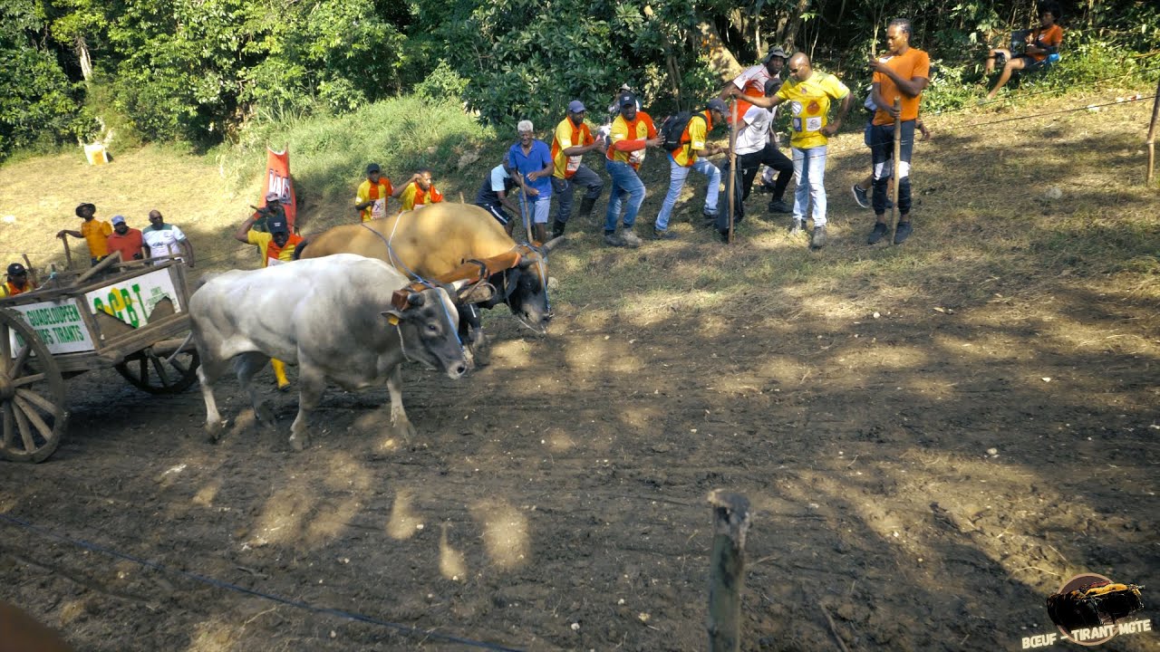 GRAND PRIX VILLE DE MORNE A L'EAU - MAKATO - MORNE A L'EAU - 02 Décembre 2023 - Catégorie A