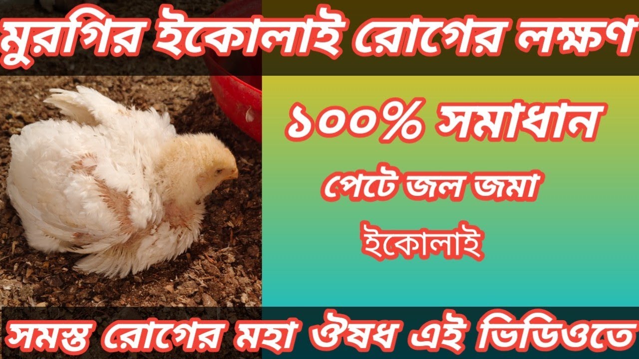 মুরগির ইকোলাই রোগের লক্ষণ ও সমাধান।#bangla #poultryfarm #agriculture #tutorial #chicken 