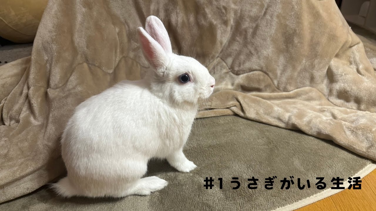 うさぎがいる生活【ネザーランドドワーフ】