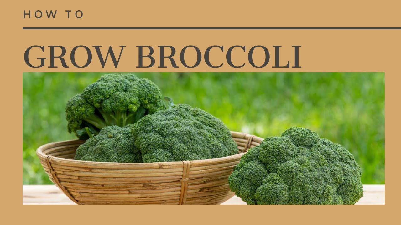 The Complete Guide to Growing Broccoli