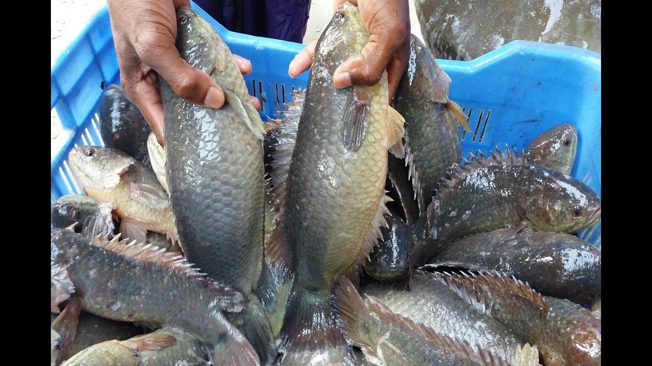Climbing Perch Fish Eggs Hatching | Fish Breeding Farm
