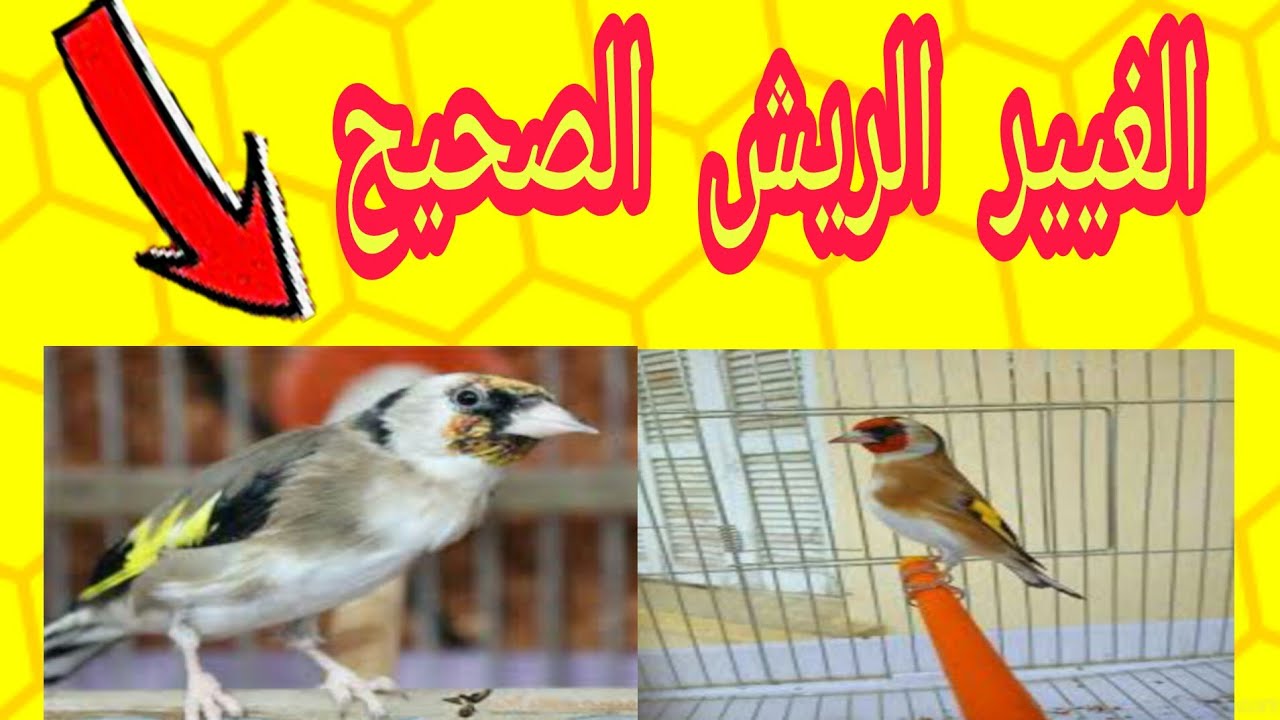 الطريقة الصحيحة في التعامل مع الطيور في مرحلة غيار الريش بشكل طبيعي
