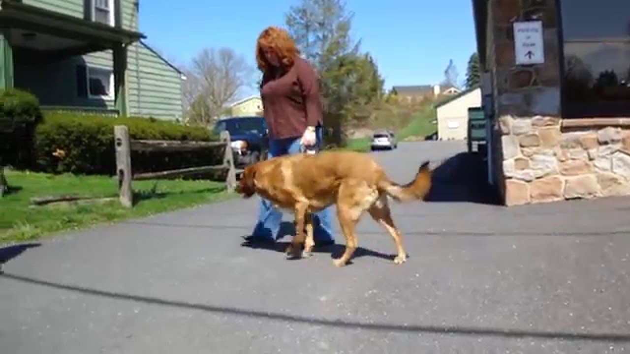 Buddy the Rhodesian Ridgeback with Carpal Brace