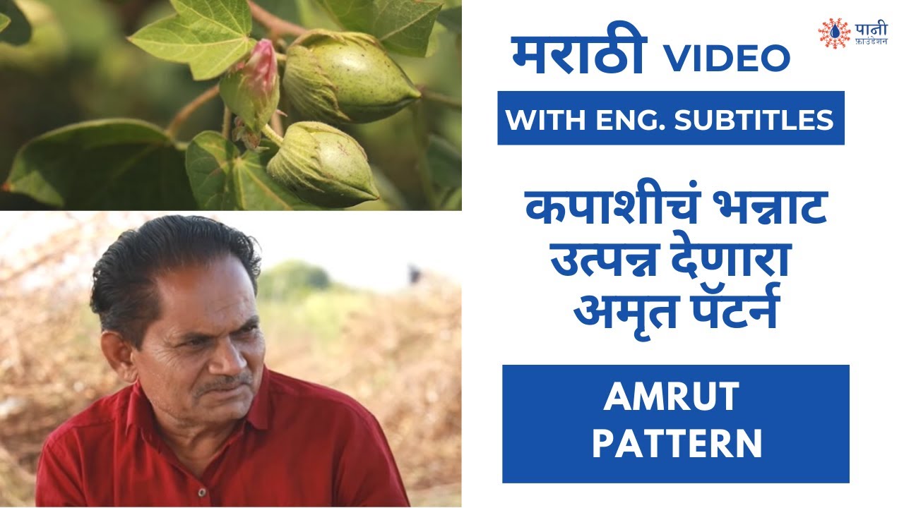 कपाशीचं भन्नाट उत्पन्न देणारा अमृत पॅटर्न | Amrut Pattern for Profitable Cotton Farming