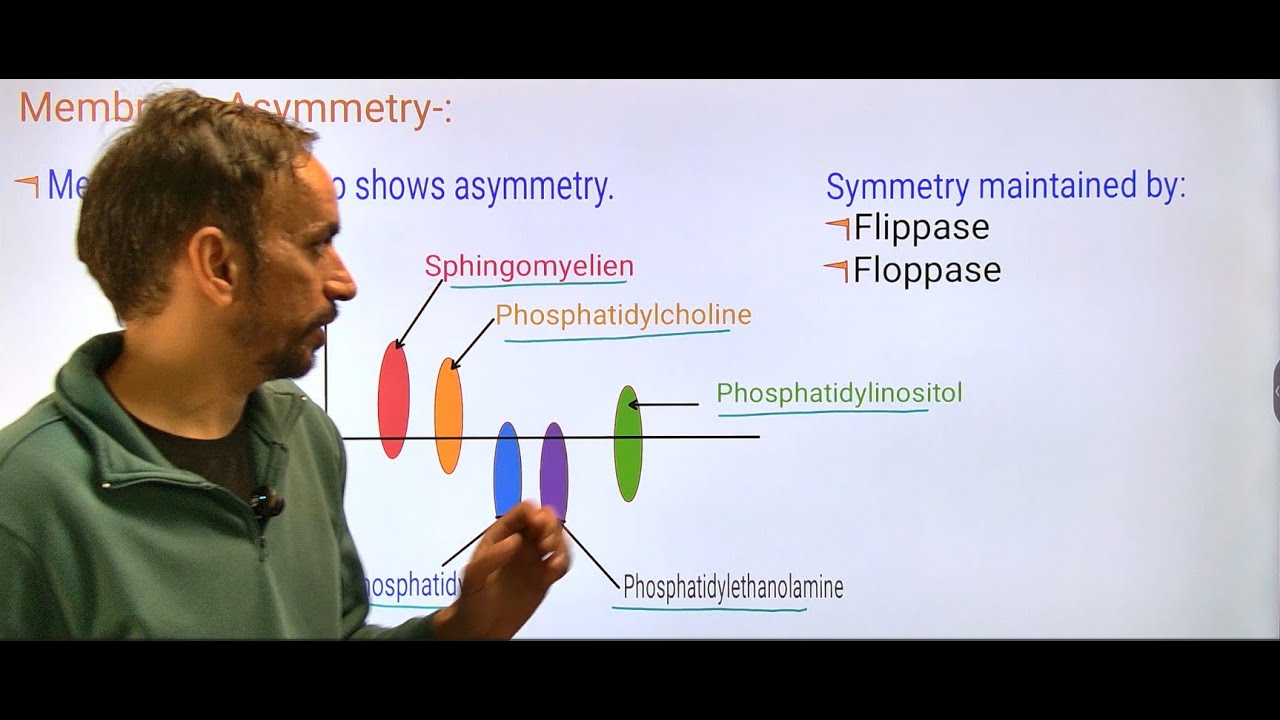 Plasma Membrane Structure| Phospholipids, Sphingolipids, Cholesterol & Proteins, Fluidity regulation