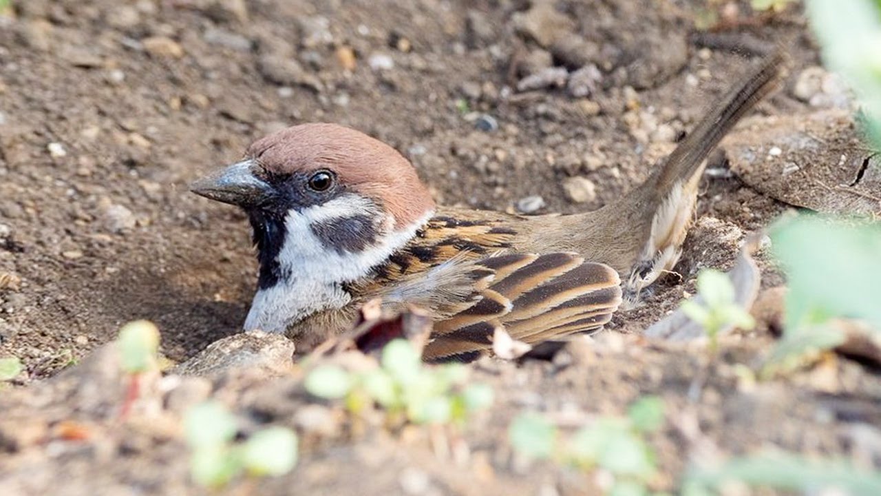 Sparrow Bird Dust Bathing  - Sparrow Sound