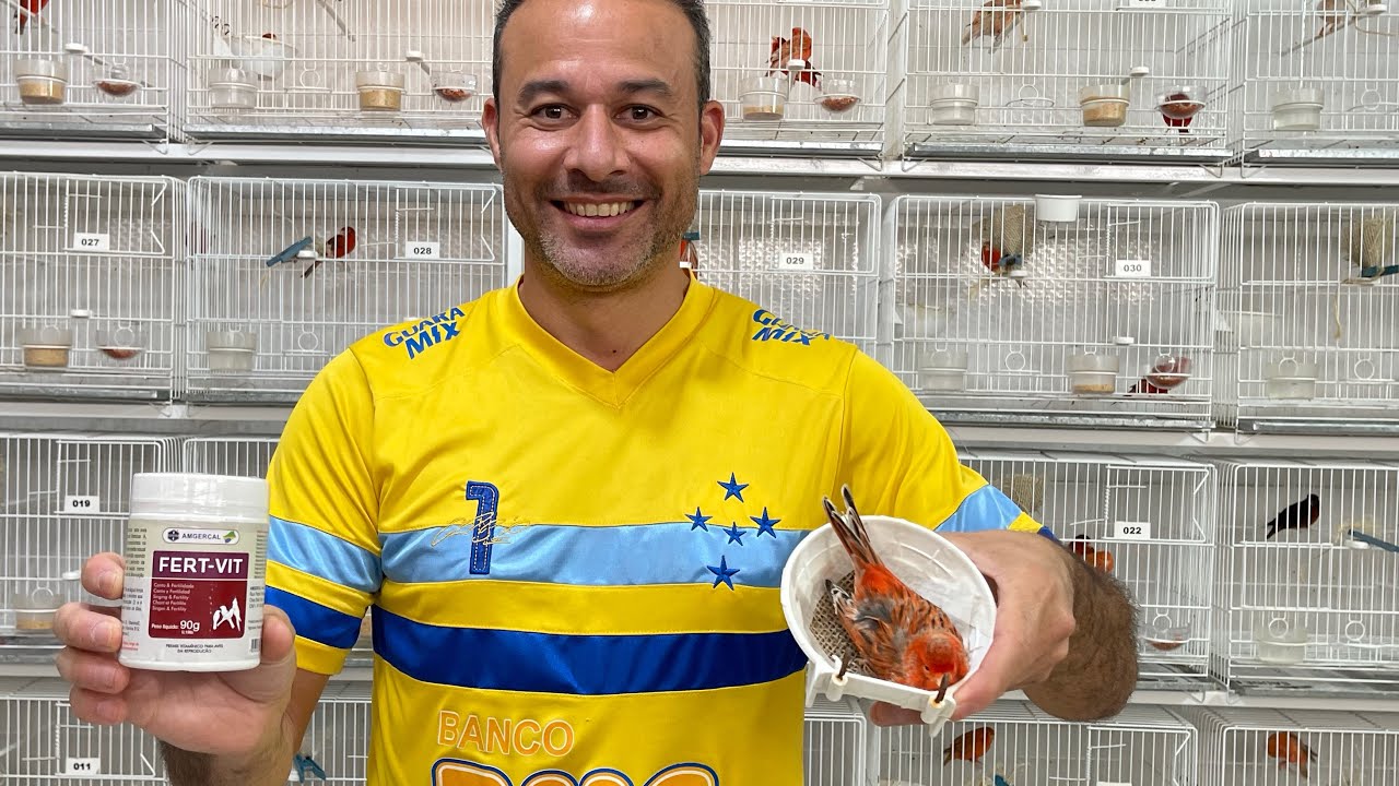Aula 24: Veja como fazer a FÊMEA de CANÁRIO APRONTAR mais RÁPIDO