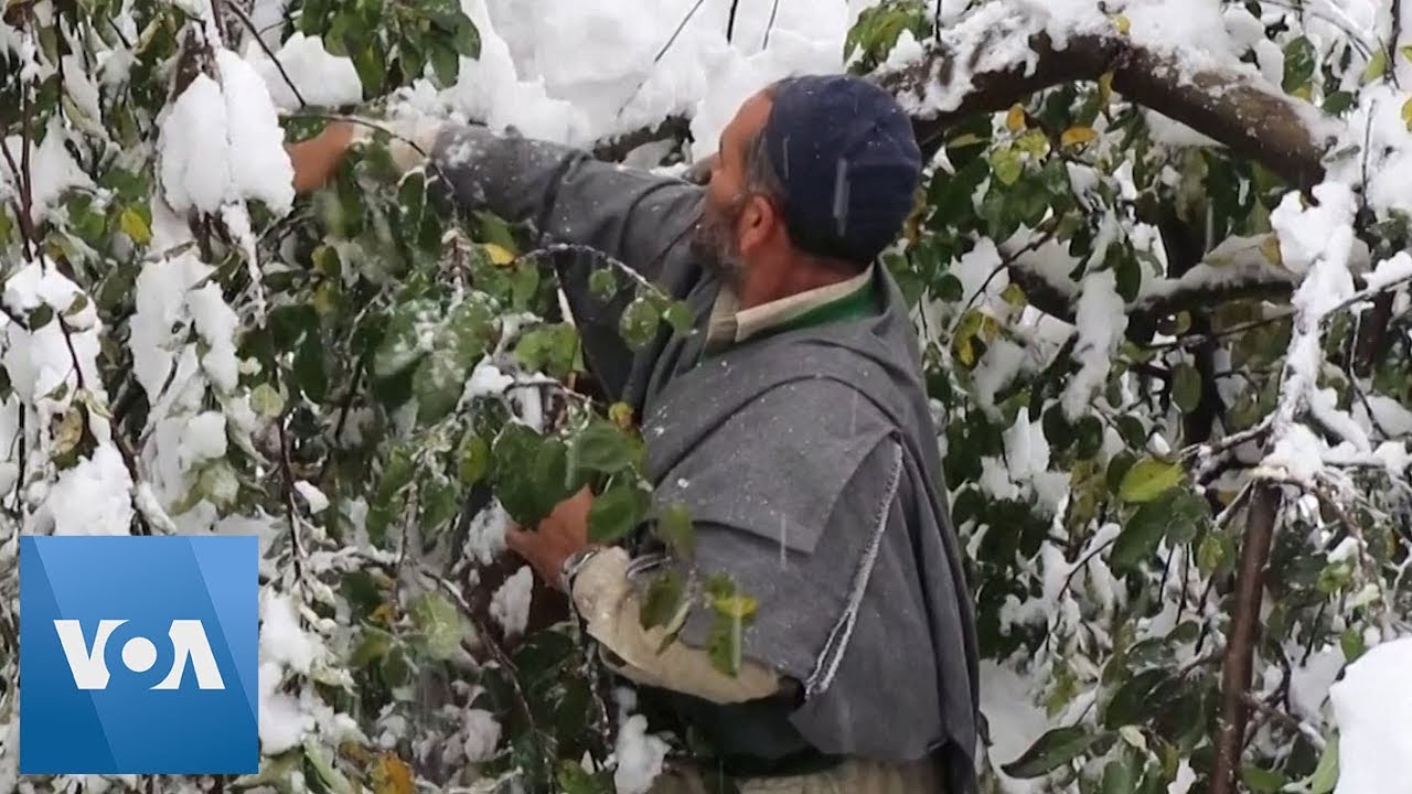 Heavy Snowfall in India&rsquo;s Kashmir Destroys Apple Orchards