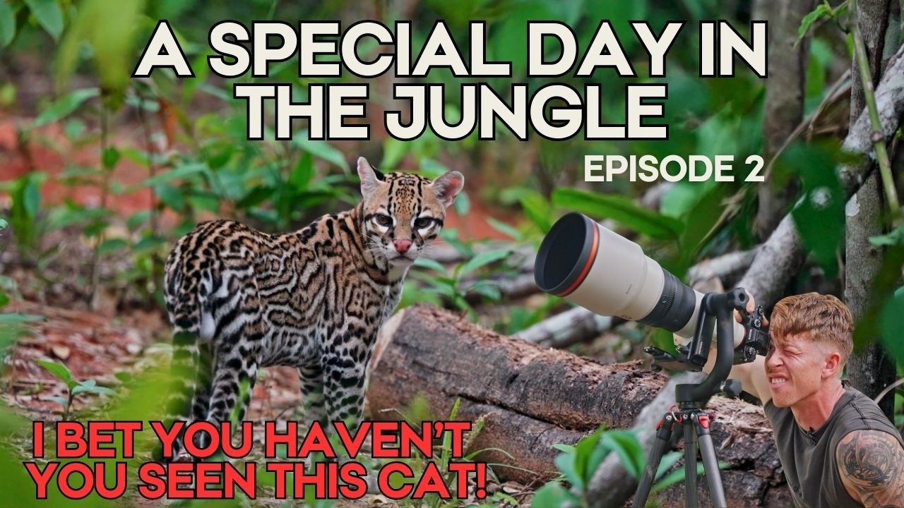 Can This Wild Cat Return to the Jungle?
