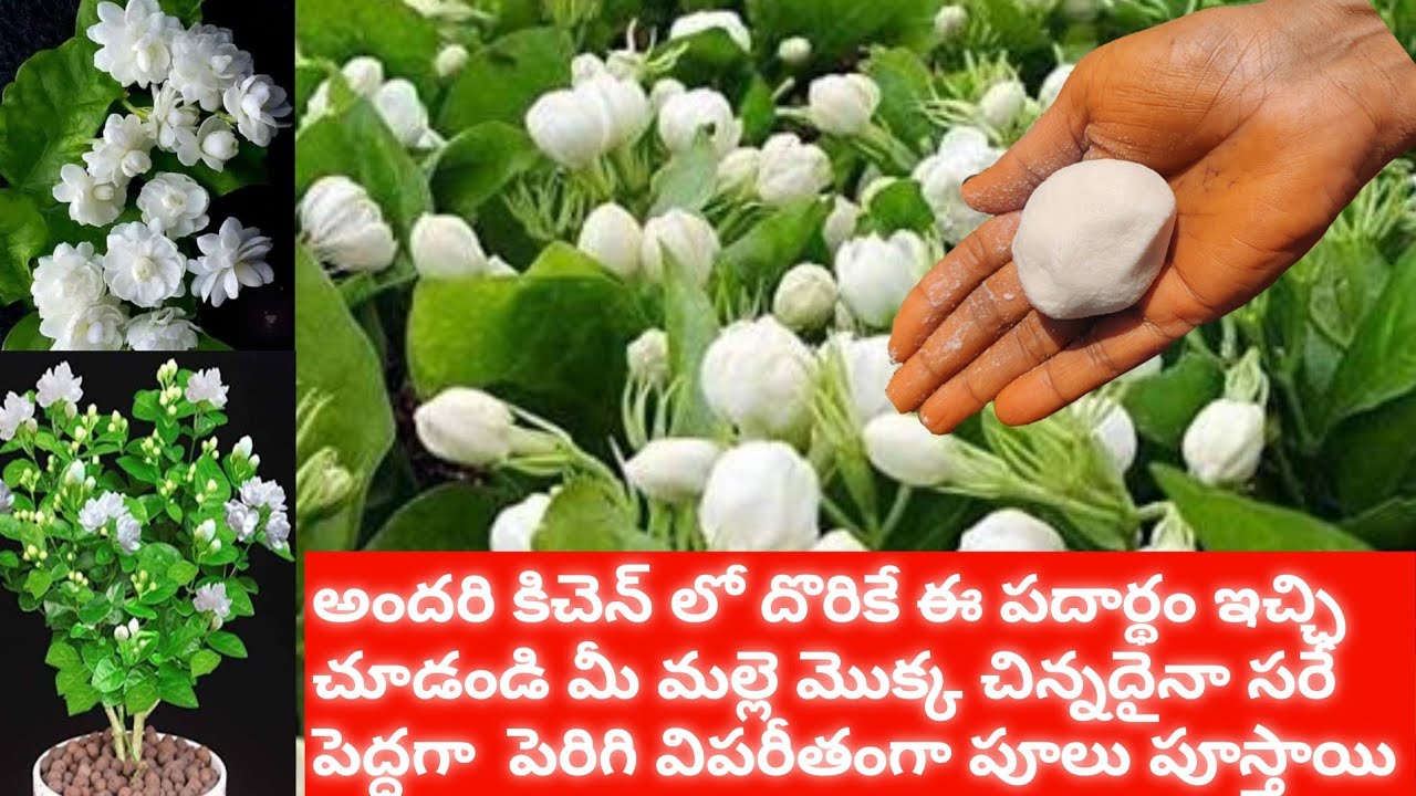 Jasmine Plant growing tips||ఇన్నాళ్లు ఈ విషయం తెలీక ఇబ్బంది పడ్డాము |Jasmine plant care