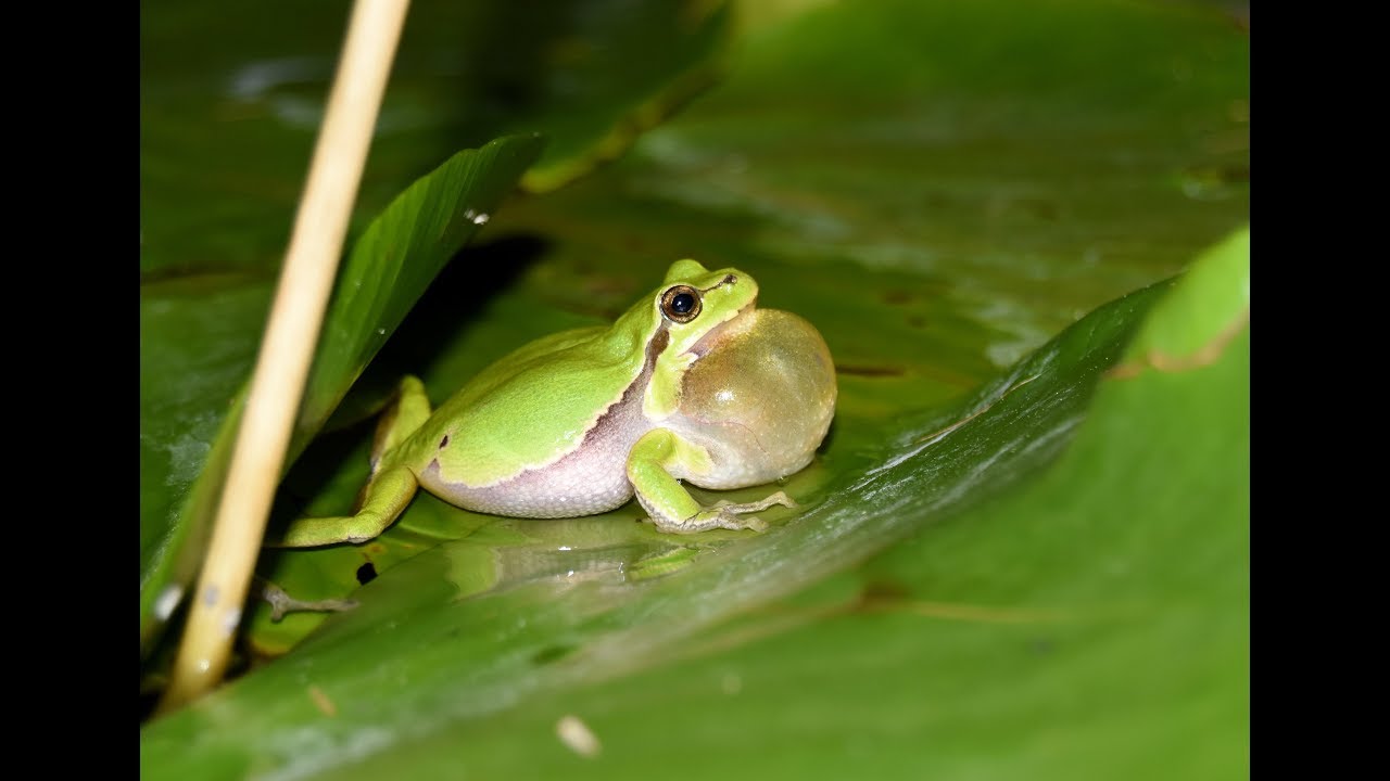 Tree frogs in Denmark