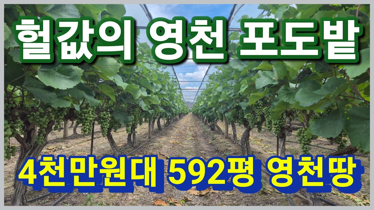 [낙찰]영천시 매산동 592평 4천만원대 영천 포도밭 법원경매 진행중인 영천땅 영천토지 영천싼땅 좋습니다